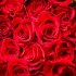 Красные розы 2